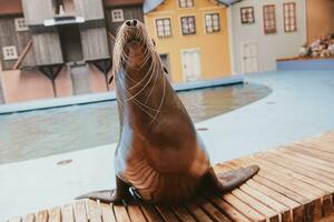 sea lion sea animal in the zoo photo