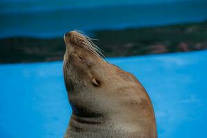 sea lion sea animal in the zoo photo