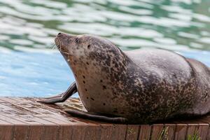 l seal sea animal in the zoo photo