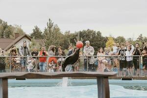 sea lion sea animal in the zoo photo