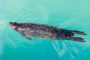 l seal sea animal in the zoo photo