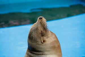 sea lion sea animal in the zoo photo