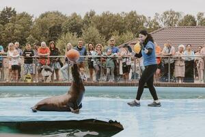 sea lion sea animal in the zoo photo