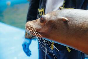 sea lion sea animal in the zoo photo