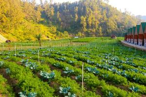 Rice fields in the mountains with a terasiring system photo