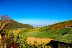 Rice fields in the mountains with a terasiring system photo