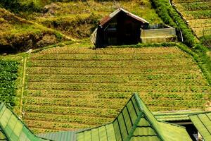 Rice fields in the mountains with a terasiring system photo