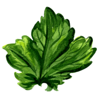Watercolor illustration of green leaf of pumpkin. Hand drawn illustration  for design, decorations, making stickers, embroidery and  packaging, printing on dishes, towels and kitchen textiles png