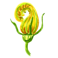 Watercolor illustration of yellow bud flower of pumpkin. Hand drawn illustration   for design, card, decorations, making stickers, embroidery and packaging, print on dishes, towels and textiles png