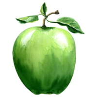 aquarelle illustration de vert Pomme avec feuilles. main tiré illustration pour conception, vacances invitations et carte, décorations, fabrication autocollants, broderie et emballage, textile. png