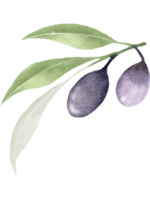 Branch of olive watercolor png