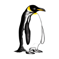 Kaiser Pinguin Vögel generativ ai png