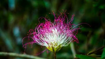 purple and white flowers like jellyfish photo