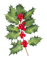 Holly branch with red berries. Christmas holly. Botanical illustration for holiday decoration. Happy Christmas, Happy New Year. Modern element for card, banner, paper, wallpaper Isolated handmade art. png