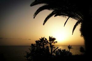 picturesque ocean landscape with the setting sun in a tropical country during summer holidays with palm photo