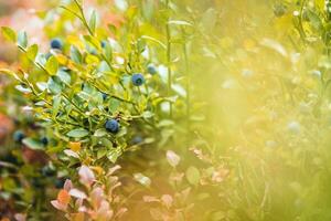 Blueberries on a bush in the forest. Shallow depth of field. photo