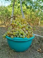 Basin with white ripe grapes close up. Gardening, harvesting, vineyard, winemaking concept. photo
