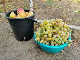 A basin with white ripe grapes and a bucket of pears. Gardening, harvesting, agriculture concept. photo