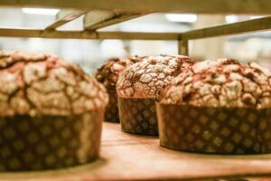 pastry baker artisan baking small group of italian panettone sweet bread typical for christmas time photo