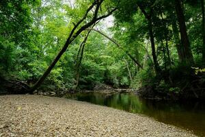 sereno escena en el bosque terminado un calma río foto