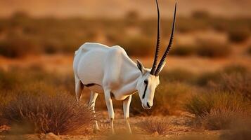 Arabian oryx or white oryx, antelope with a distinct shoulder bump, Animal in the nature habitat, Shaumari reserve, Jordan. Generative AI photo