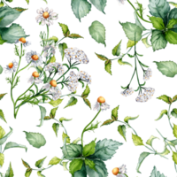 nässla, achillea millefolium, kamomill vattenfärg sömlös mönster. urtica dioica, rölleka användbar ört- växter hand ritade. design för textil, paket, tapet, papper. png