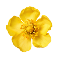 Flower isolated on transparent background cutout. AI Generative png
