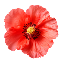 Flower isolated on transparent background cutout. AI Generative png