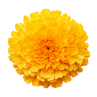 Flower isolated on transparent background cutout. AI Generative png
