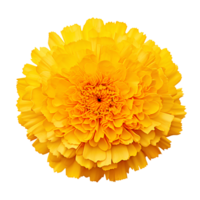 flor isolado em transparente fundo recortar. ai generativo png