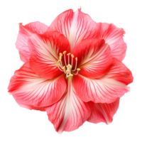 Blume isoliert auf transparent Hintergrund ausgeschnitten. ai generativ png