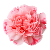 Flower isolated on transparent background cutout. AI Generative png