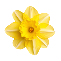 Flower isolated on transparent background cutout. AI Generative png