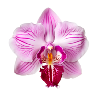 Flower isolated on transparent background cutout. AI Generative png