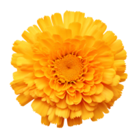 Flower isolated on transparent background cutout. AI Generative png