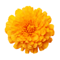 Flower isolated on transparent background cutout. AI Generative png