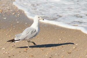 esta grande Gaviota es en pie a el playa alrededor el agua en buscar de alimento. el gris, blanco, y negro plumas de esta aves playeras estar fuera desde el marrón arena y Oceano agua. foto