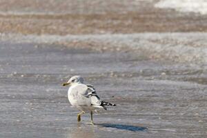 This large seagull is standing at the beach around the water in search of food. The grey, white, and black feathers of this shorebird stand out from the brown sand and ocean water. photo