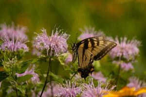 Butterfly coming out into the wildflower field for some nectar. The eastern tiger swallowtail has her beautiful black and yellow wings stretched out. Her legs holding onto a wild bergamot flower. photo