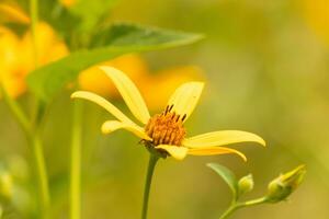 This false sunflower looks really pretty with the long yellow petals. The center of this is orange with little tubes. This wildflower is important for pollinators. photo