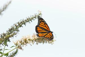 esta hermosa monarca mariposa es visitando esta flor silvestre a recoger néctar. su pequeño piernas pegajoso a el pétalos y Ayudar a polinizar. su bonito naranja, negro, y blanco alas frente a afuera. foto