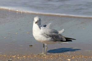 This large seagull is standing at the beach around the water in search of food. The grey, white, and black feathers of this shorebird stand out from the brown sand and ocean water. photo