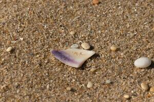 yo amor el Mira de esta hermosa cáscara en el playa. el púrpura matiz sólo destacado fuera a a mí. el minúsculo guijarros y pulido piedras laico todas alrededor él. foto