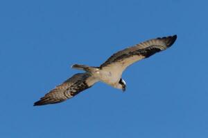 This beautiful osprey bird was flying in the clear blue sky when this picture was taken. Also known as a fish hawk, this raptor looks around the water for food to pounce on. photo
