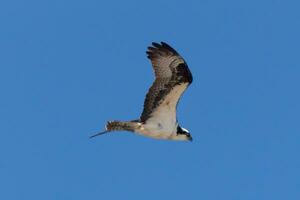 This beautiful osprey bird was flying in the clear blue sky when this picture was taken. Also known as a fish hawk, this raptor looks around the water for food to pounce on. photo