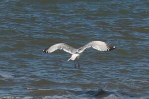 hermosa Gaviota tomando apagado desde el negro rocas de el embarcadero. esta grande aves playeras tiene alas untado abierto a planeo en el vientos viniendo apagado el océano. él tiene bonito negro, gris, y blanco plumas. foto