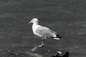 This majestic looking ring-billed seagull was standing on the jetty at the time I look this picture. This shorebird is what you visualize when going to the beach. The pretty grey and white feathers. photo