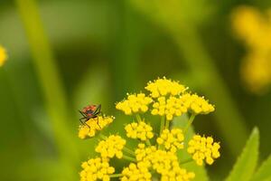 esta falso algodoncillo error estaba visto aquí en un dorado Alejandro flor silvestre cuando yo tomó el fotografía. él casi parece a ser posando esta es un tipo de semilla bicho. yo amor el rojo y negro de esta insectos cuerpo. foto