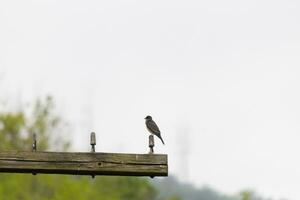 esta oriental pájaro real estaba encaramado en parte superior de esta correo. ellos son un especies de tirano papamoscas. su gris plumas mirando bonito en contra el mierda barriga. esta visto en contra un blanco cielo. foto