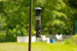 I love the look of these goldfinches on this birdfeeder. The brightly colored birds really love to come out to get some black oil sunflower seed. I love the yellow and black feathers. photo